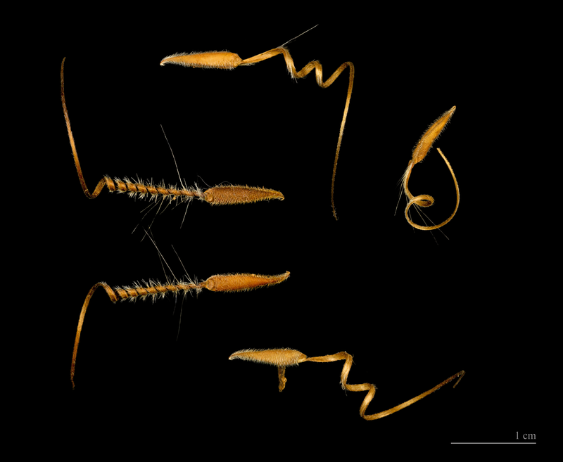 Illustration for article titled This Seed Plants Itself By Corkscrewing Into The Earth